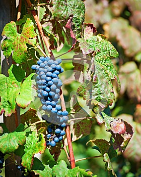 Red Wine Grapes of Cote Rotie