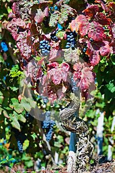 Red Wine Grapes of Cote Rotie