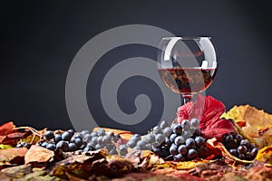 Red wine , grapes and dry vine leaves .