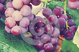 Red wine grapes, grapes on a branch, grape harvest, vineyard. Close-up, soft focus