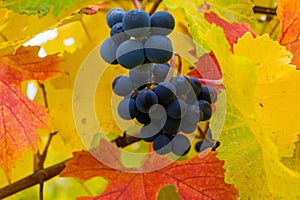 Red Wine Grapes on Grapevine in Fall Oregon USA