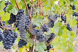 Red Wine Grapes Growing on Vines