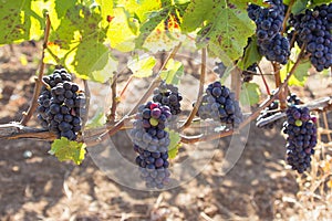 Red Wine Grapes Hanging on Grapevines