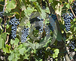 Red Wine Grapes for Harvest