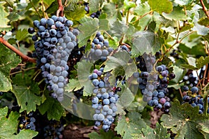 Red wine grapes on old vines in the Riverland wine region in South Australia