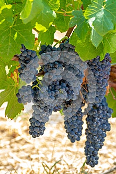 Red wine grapes plant, new harvest of black wine grape in sunny day