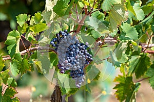 Red wine grapes plant, new harvest of black wine grape in sunny day