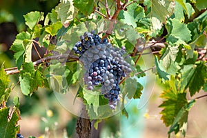 Red wine grapes plant, new harvest of black wine grape in sunny day