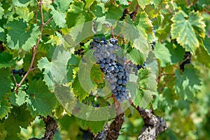 Red wine grapes plant, new harvest of black wine grape in sunny day