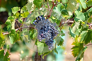 Red wine grapes plant, new harvest of black wine grape in sunny day