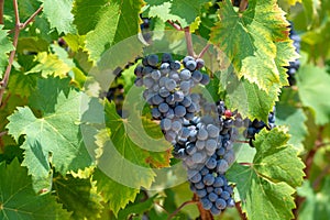 Red wine grapes plant, new harvest of black wine grape in sunny day