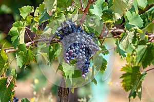 Red wine grapes plant, new harvest of black wine grape in sunny day