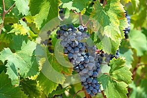 Red wine grapes plant, new harvest of black wine grape in sunny day