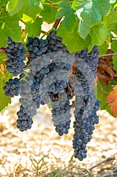 Red wine grapes plant, new harvest of black wine grape in sunny day