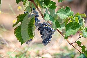 Red wine grapes plant, new harvest of black wine grape in sunny day