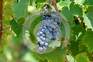 Red wine grapes plant, new harvest of black wine grape in sunny