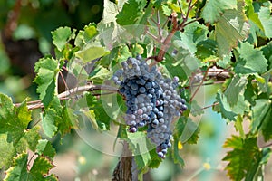 Red wine grapes plant, new harvest of black wine grape in sunny