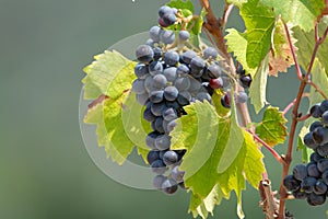 Red wine grapes plant, new harvest of black wine grape in sunny