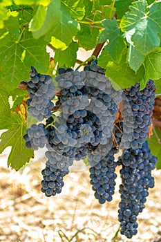 Red wine grapes plant, new harvest of black wine grape in sunny