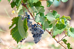 Red wine grapes plant, new harvest of black wine grape in sunny day