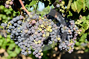 Red wine grapes ready for harvest. Close up of Ripening bunch of grapes on vines growing in vineyard at sunset. Red wine grapes on