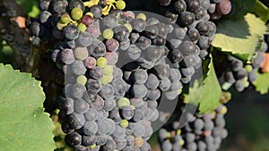 Red wine grapes ready for harvest. Close up of Ripening bunch of grapes on vines growing in vineyard at sunset. Red wine grapes on