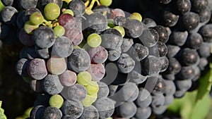 Red wine grapes ready for harvest. Close up of Ripening bunch of grapes on vines growing in vineyard at sunset. Red wine grapes on