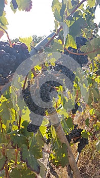 Red wine grapes ready to be picked