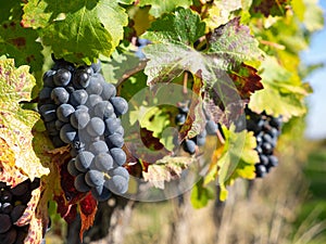 Red wine grapes ready to harvest and wine production. Saint Emilion, France