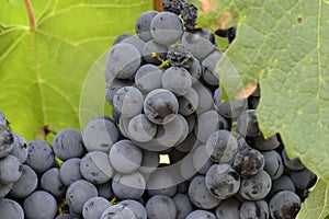 Red wine grapes in summer vineyard