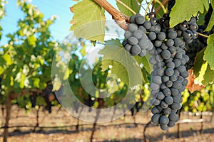 Red wine grapes in summer vineyard close-up