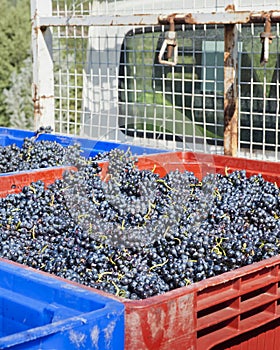 Red Wine Grapes on the Truck