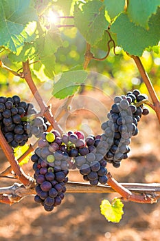 Red Wine Grapes on the Vine