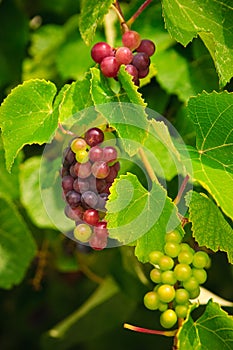 Red Wine Grapes on the Vine