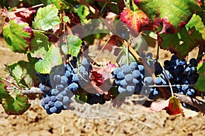 Red wine grapes on vine