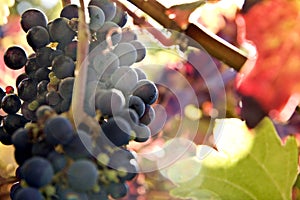 Red wine grapes on the vine in autumn