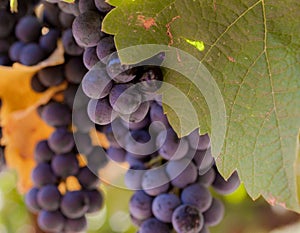 Red wine grapes on the vine macro