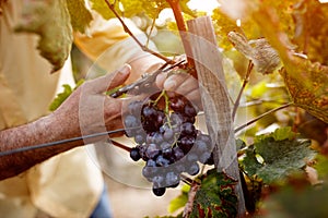 Red wine grapes on vine in vineyard