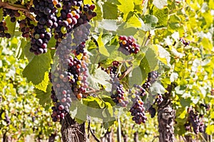 Red wine grapes on the vine in vineyard at harvest time
