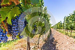 Red wine grapes on a vine in a vineyard in Mendoza on a sunny day, photo