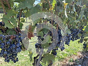 Red wine grapes in the vineyard