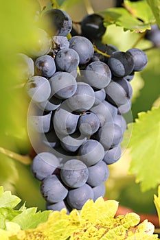 Red wine grapes on a vineyard