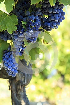 Red wine grapes vineyard.
