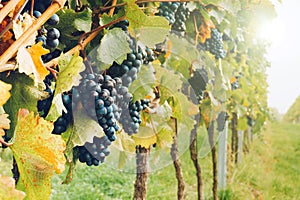 Red wine grapes in the vineyard during autumn