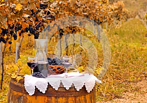 Red wine and grapes in vineyard autumn season