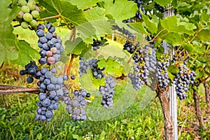 Red wine grapes in a vineyard before harvest in late autumn