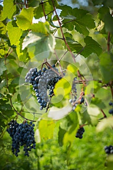 Red wine grapes in a vineyard right before the harvest