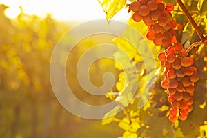 Red wine grapes in a vineyard on a sunny morning in autumn