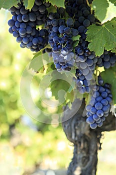 Red wine grapes vineyard vertical copy space
