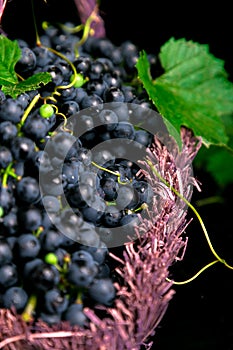 Red wine grapes in voiolet basket on bllack background.